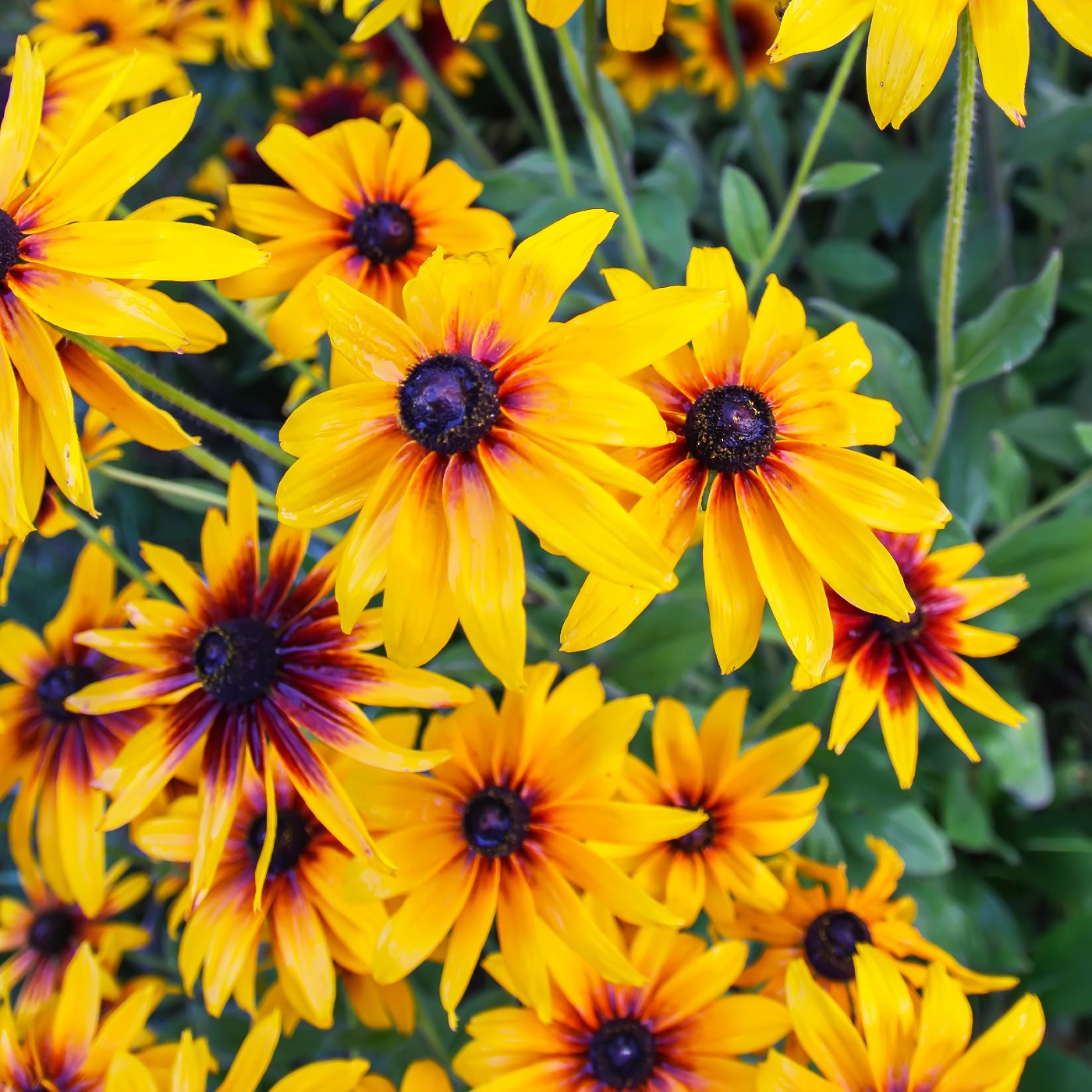 Daisy Gloriosa Seeds (Rudbeckia gloriosa)