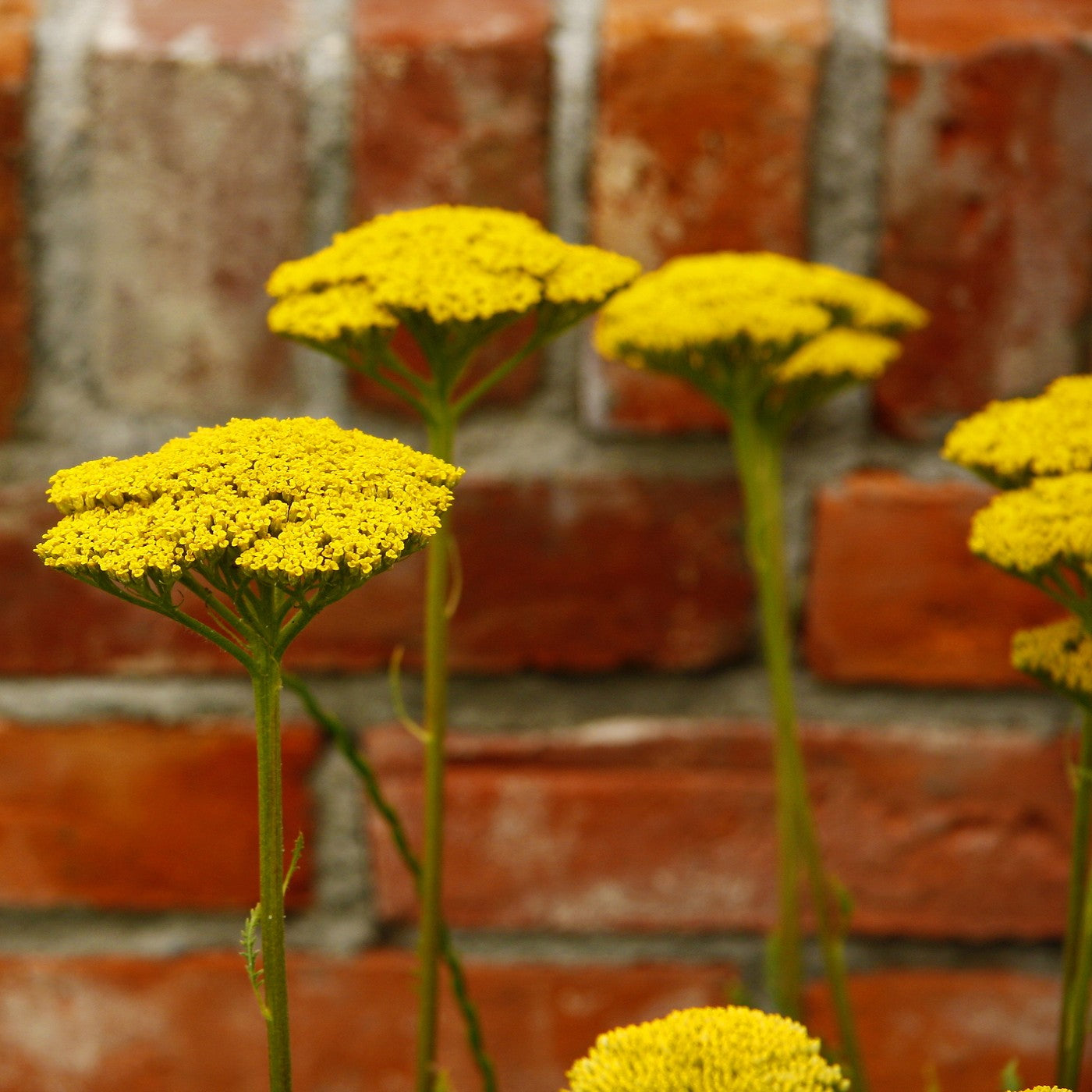 Yarrow Golden Seeds (Achillea filipendulina)