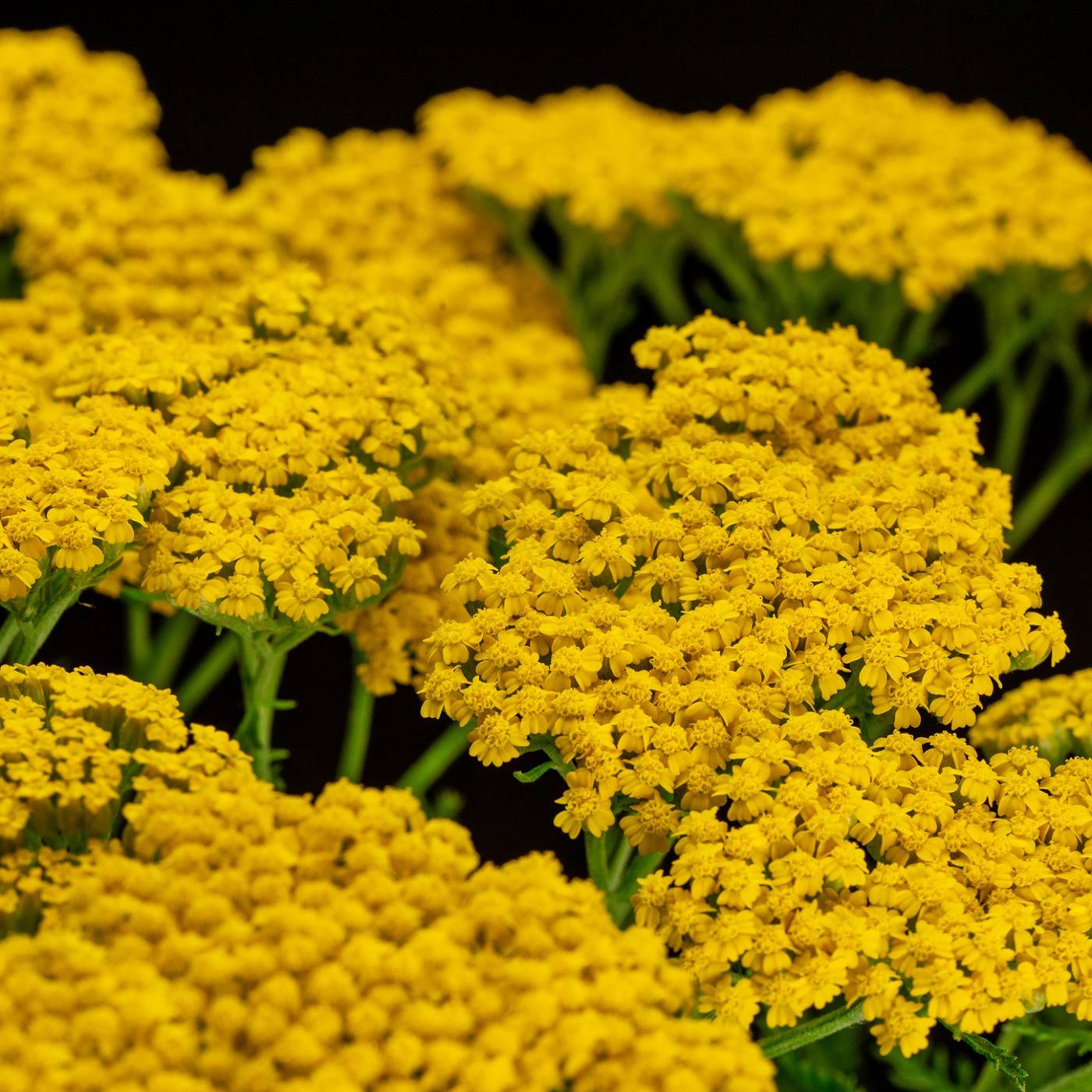 Yarrow Golden Seeds (Achillea filipendulina)