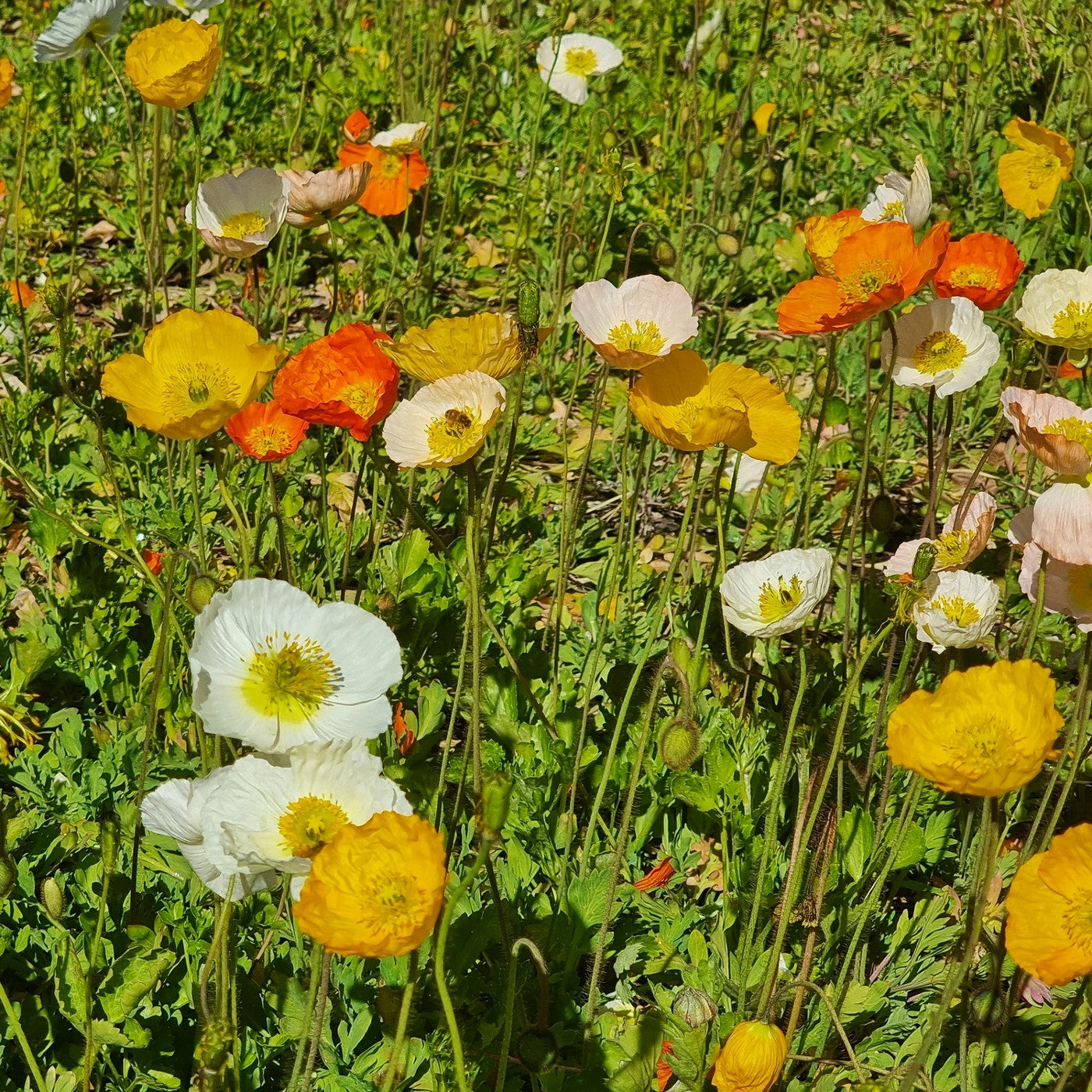 Poppy Iceland Seeds (Papaver nudicaule)