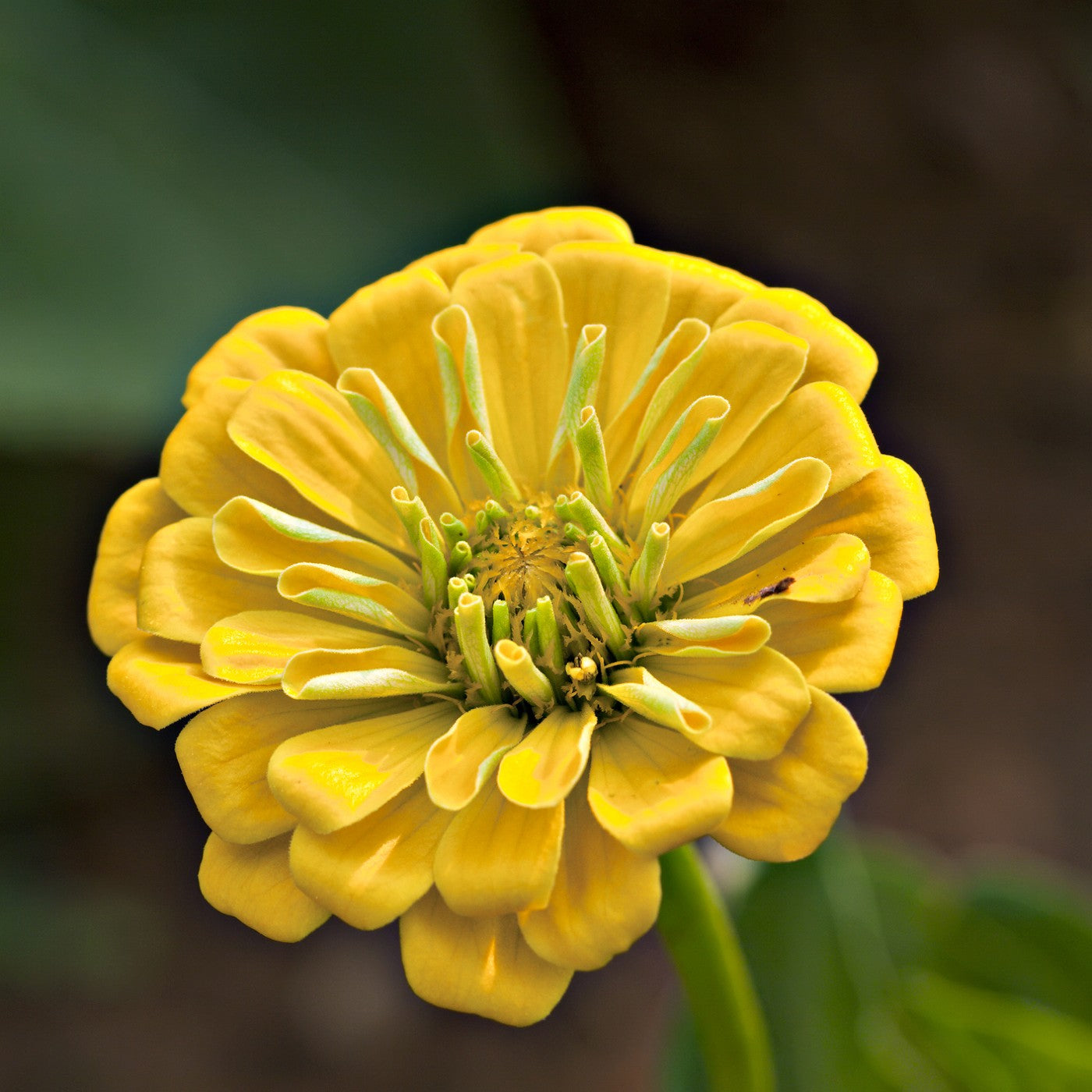 Zinnia Yellow Seeds (Zinnia elegans)