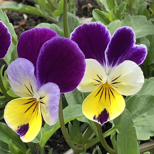 Johnny Jump Up Seeds (Viola cornuta)