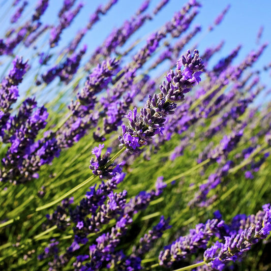 Lavender Common Seeds (Lavandula angustifolia)