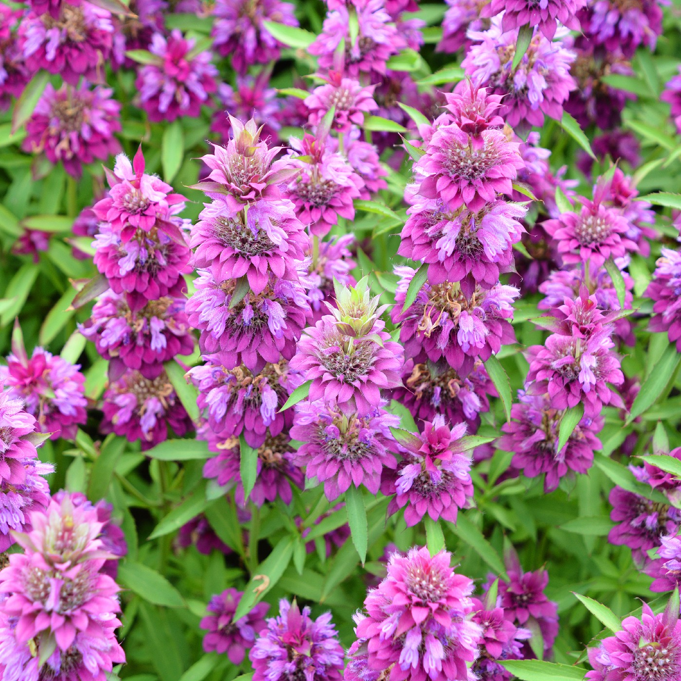 planting lemon mint seeds Lemon Mint Seeds (Monarda Citriodora)