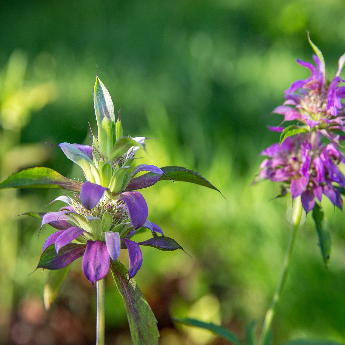 Lemon Mint Seeds (Monarda citriodora)