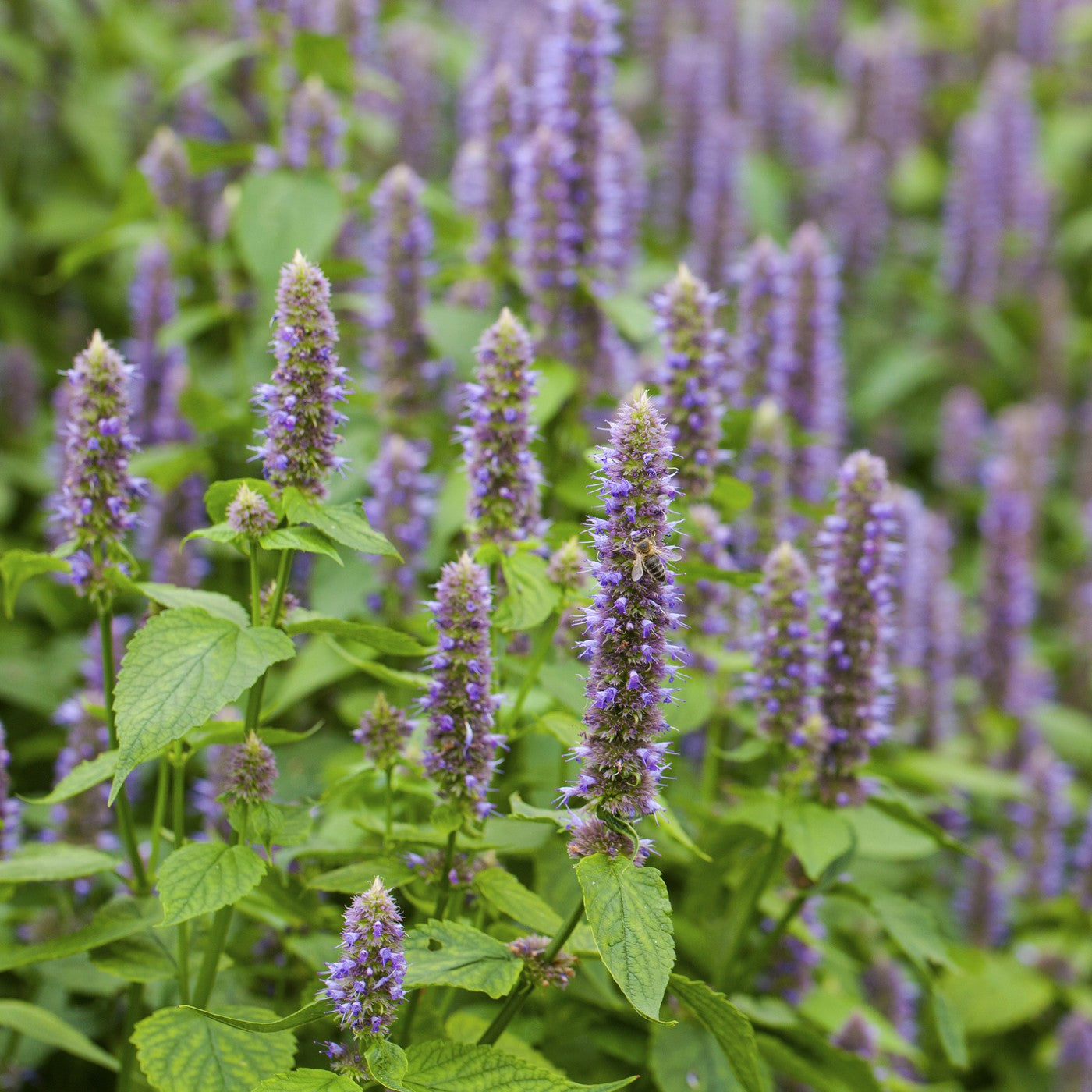 lavender hyssop plant Lavender Hyssop Seeds (Agastache Foeniculum)