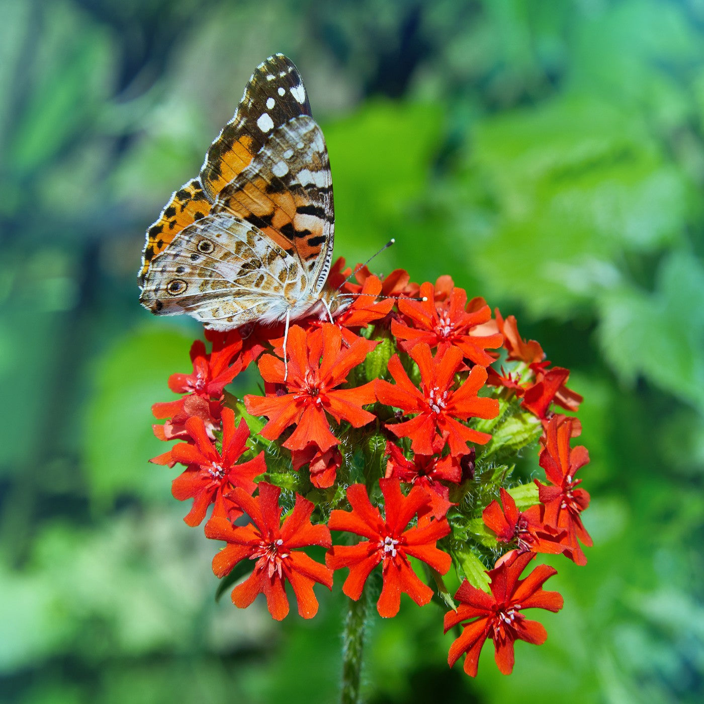 planting lychnis seeds Maltese Cross Seeds (Lychnis Chalcedonica)