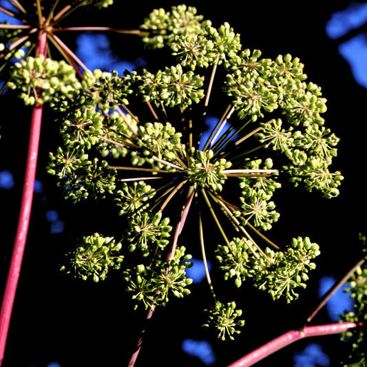 Angelica Seeds (Angelica atropurpurea)
