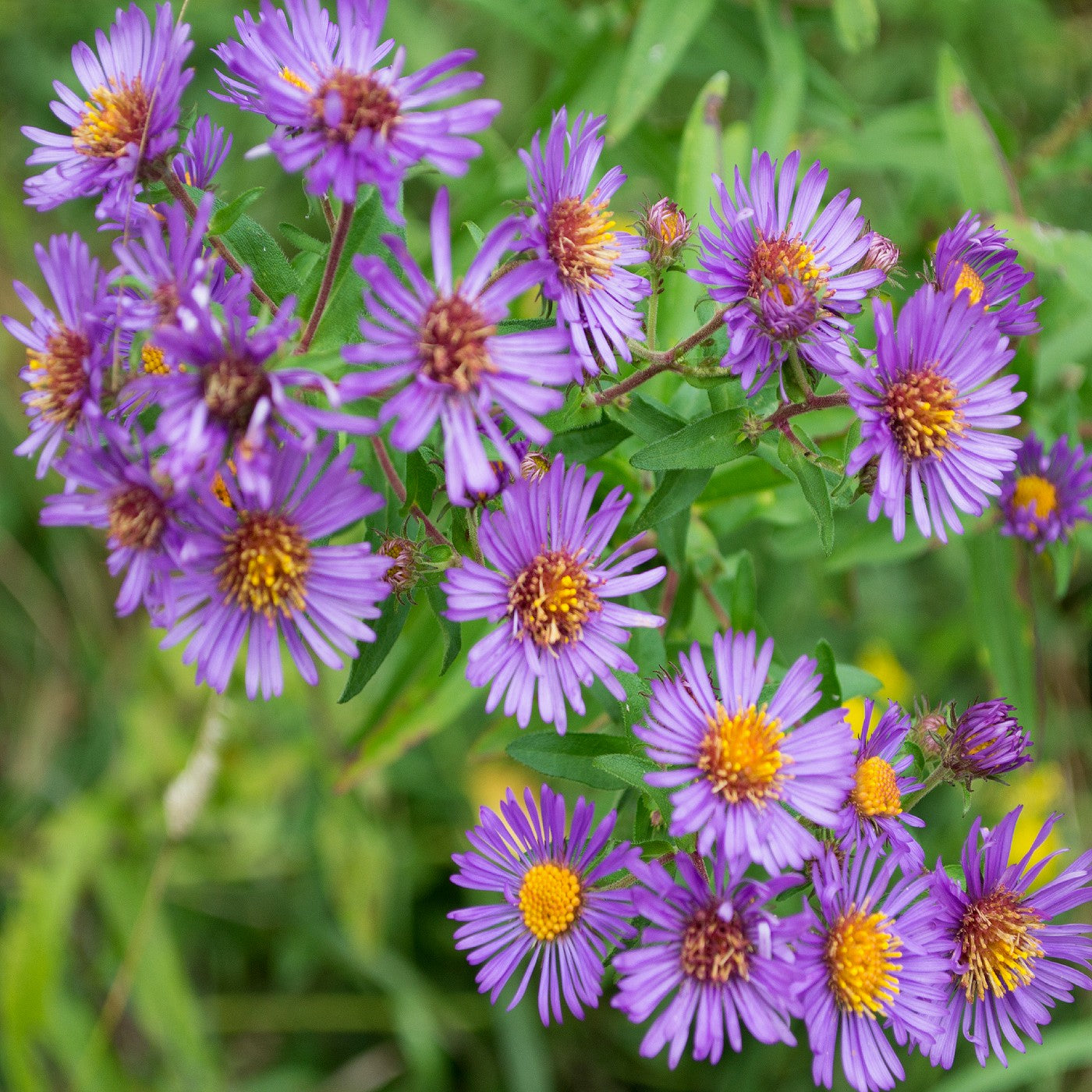 new england wildflower seeds Aster New England Seeds (Aster Novae-Angliae)