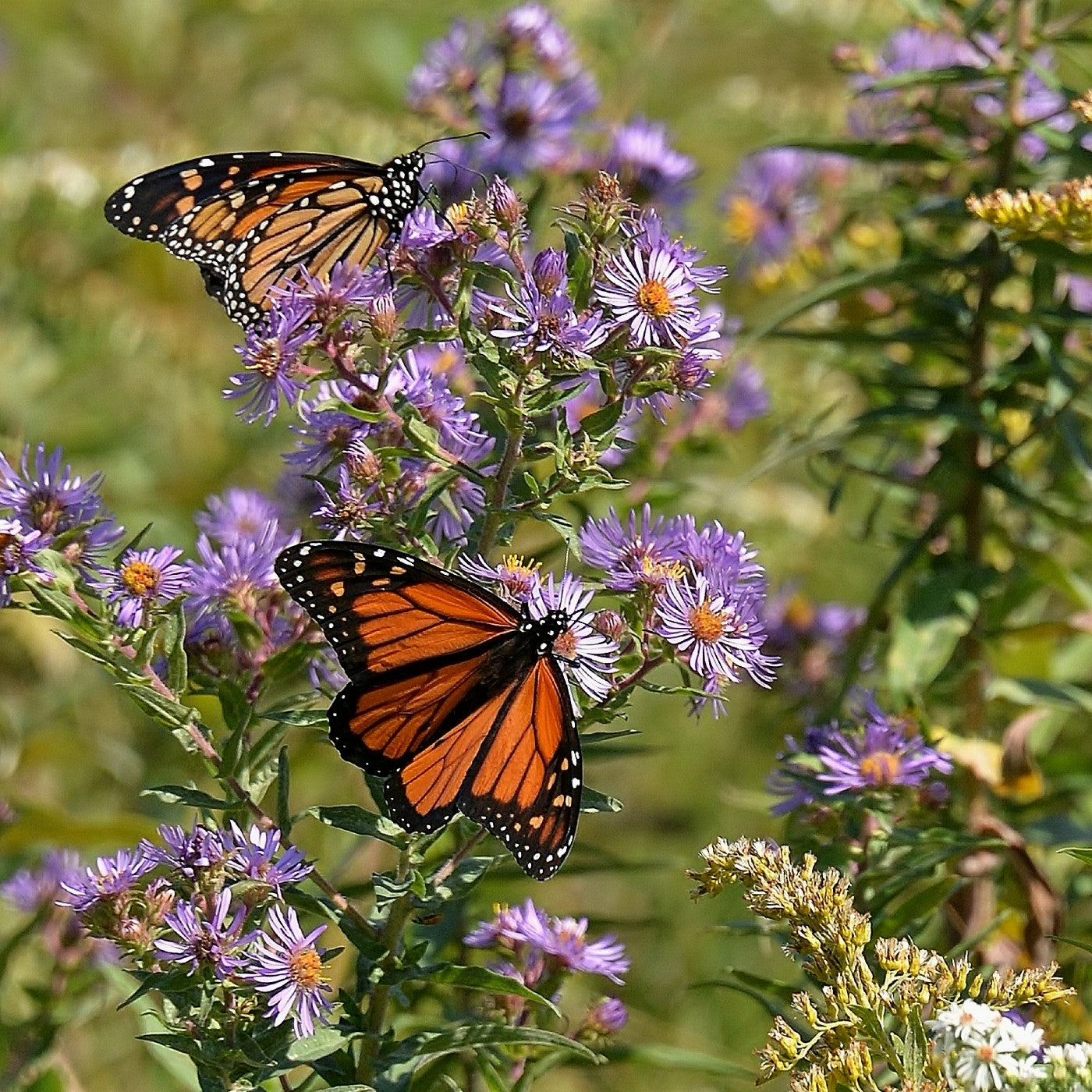 Aster New England Seeds (Aster novae-angliae)