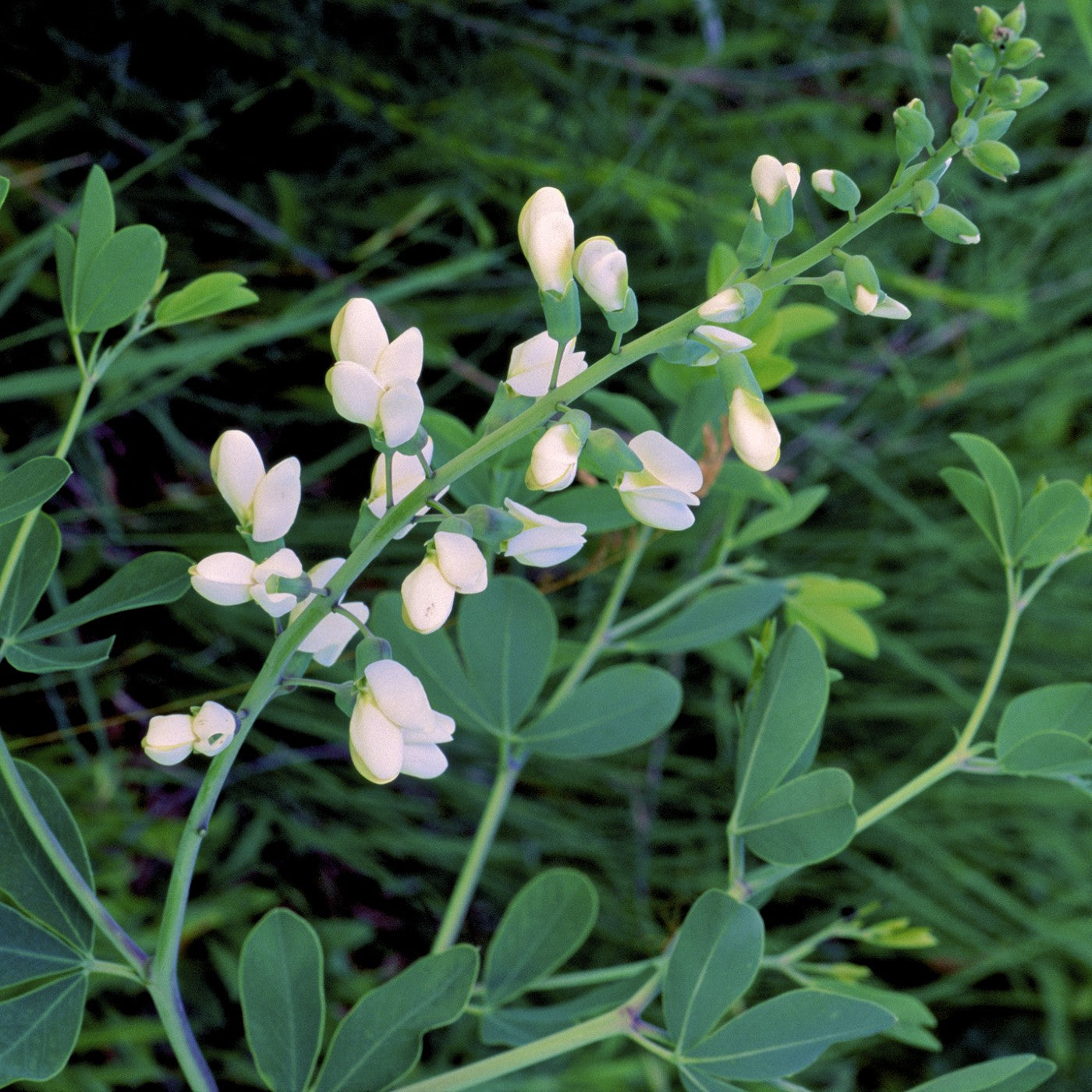 white wildflower seeds Indigo Wild White Seeds (Baptisia Alba)