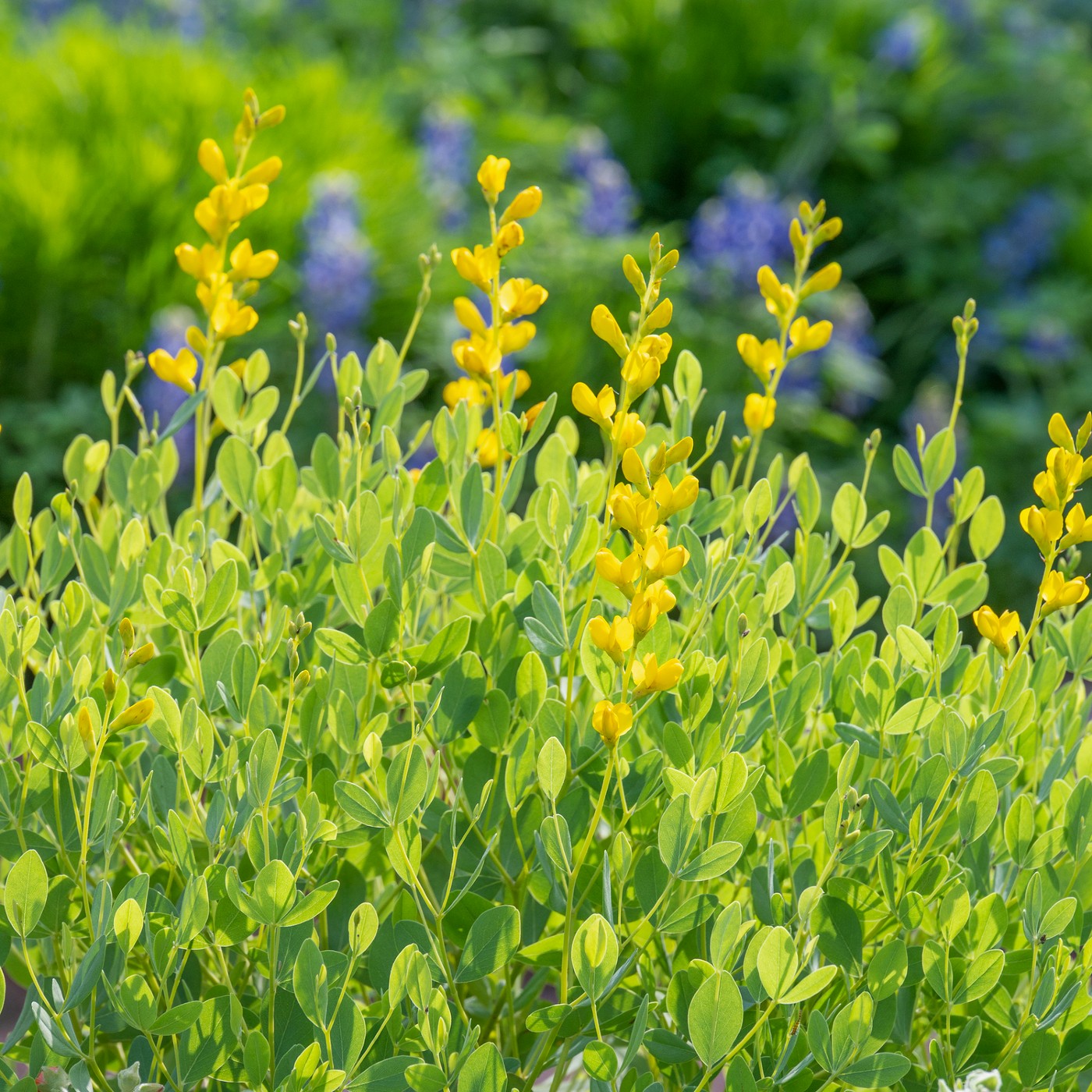 indigo plant seeds Indigo Yellow False Seeds (Baptisia Tinctoria)