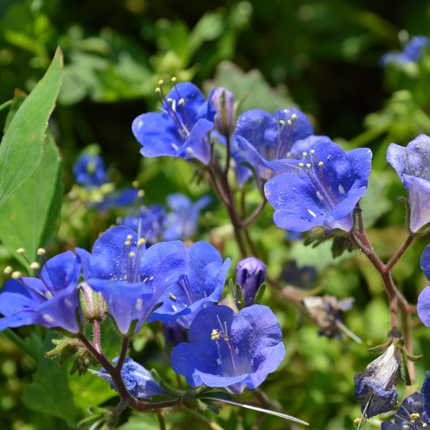 plant bluebell seeds California Bluebell Seeds (Phacelia Campanularia)