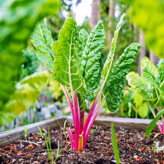 ORGANIC Swiss Chard Ruby Red Seeds