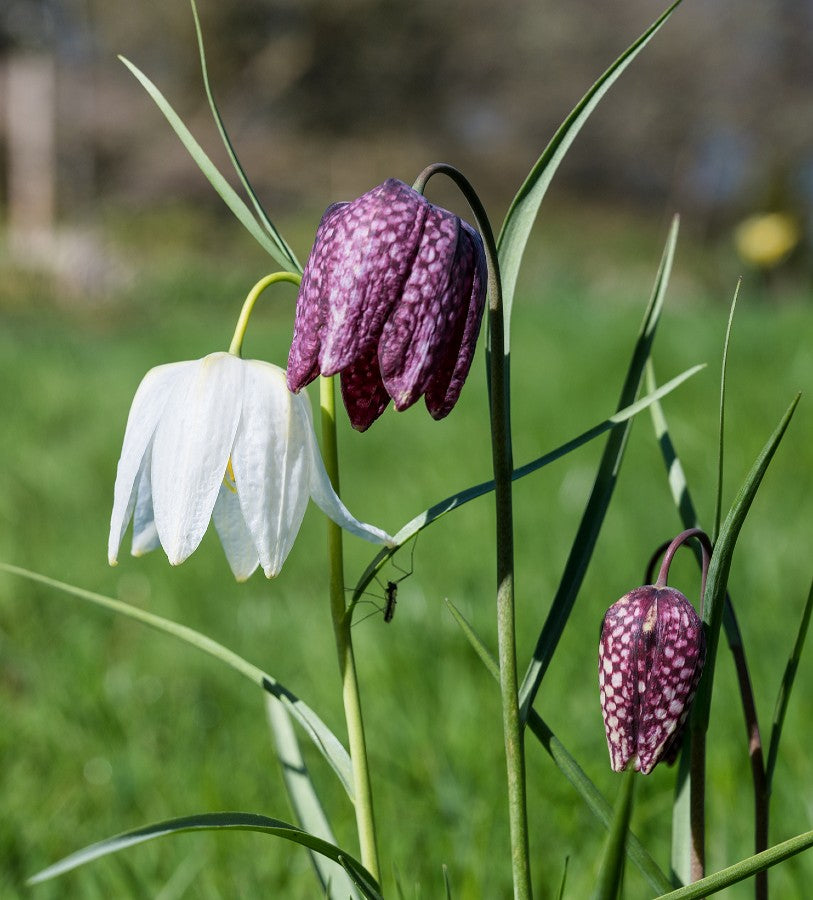 lily flower bulbs for sale Chequered Lily Mix