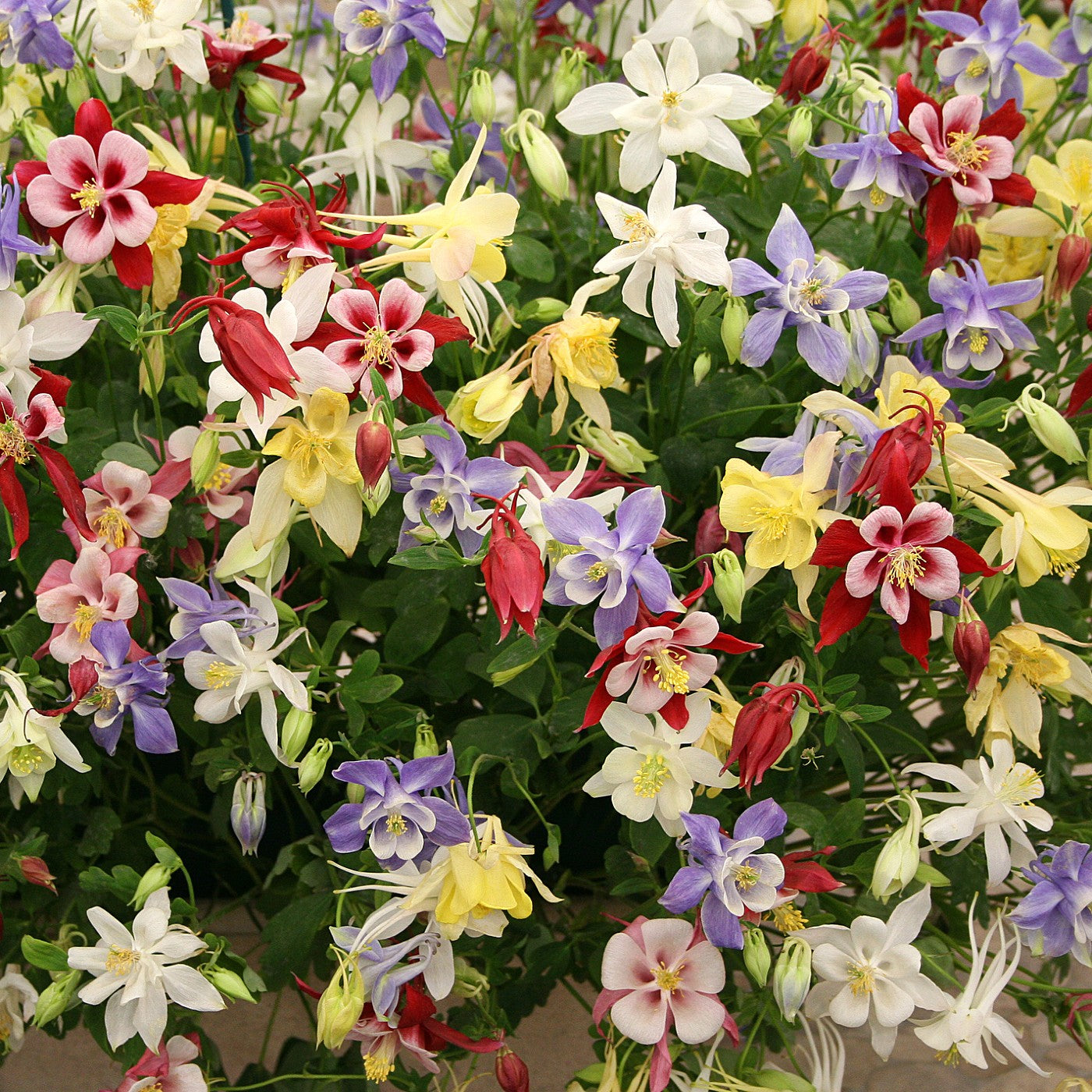 columbine flower from seed Columbine McKana Giant Seeds (Aquilegia caerulea) – Vermont Wildflower Farm