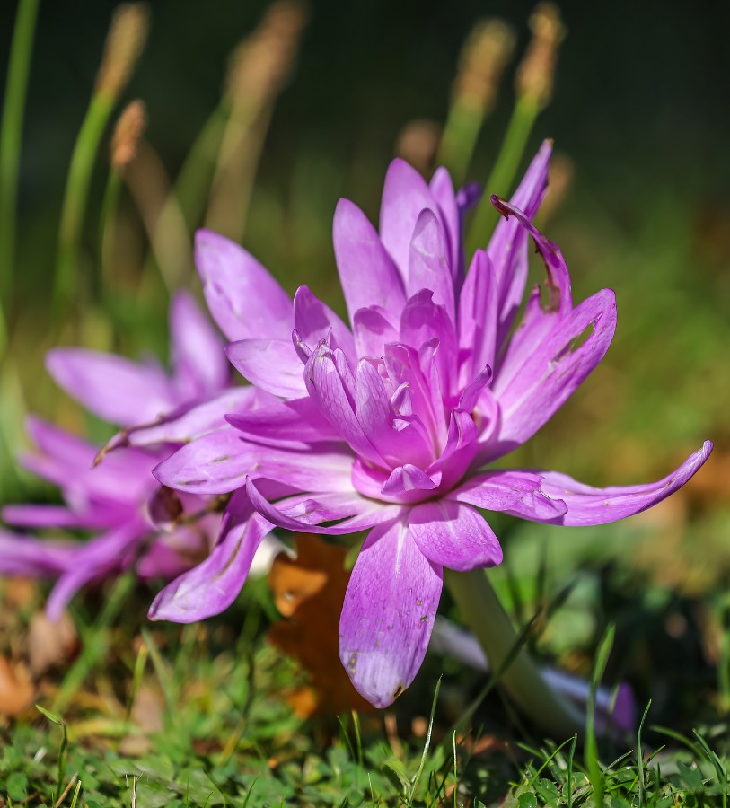 Colchicum Lily Bulb