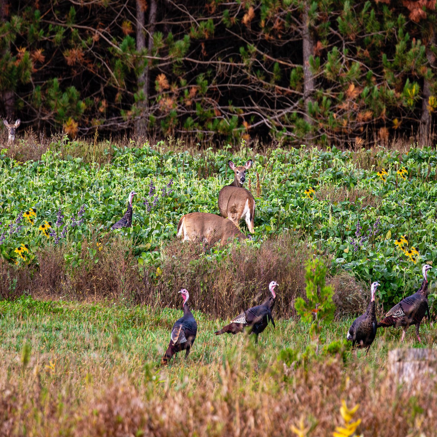 Deer and Turkey Habitat Wildflower & Grass Seed Mix