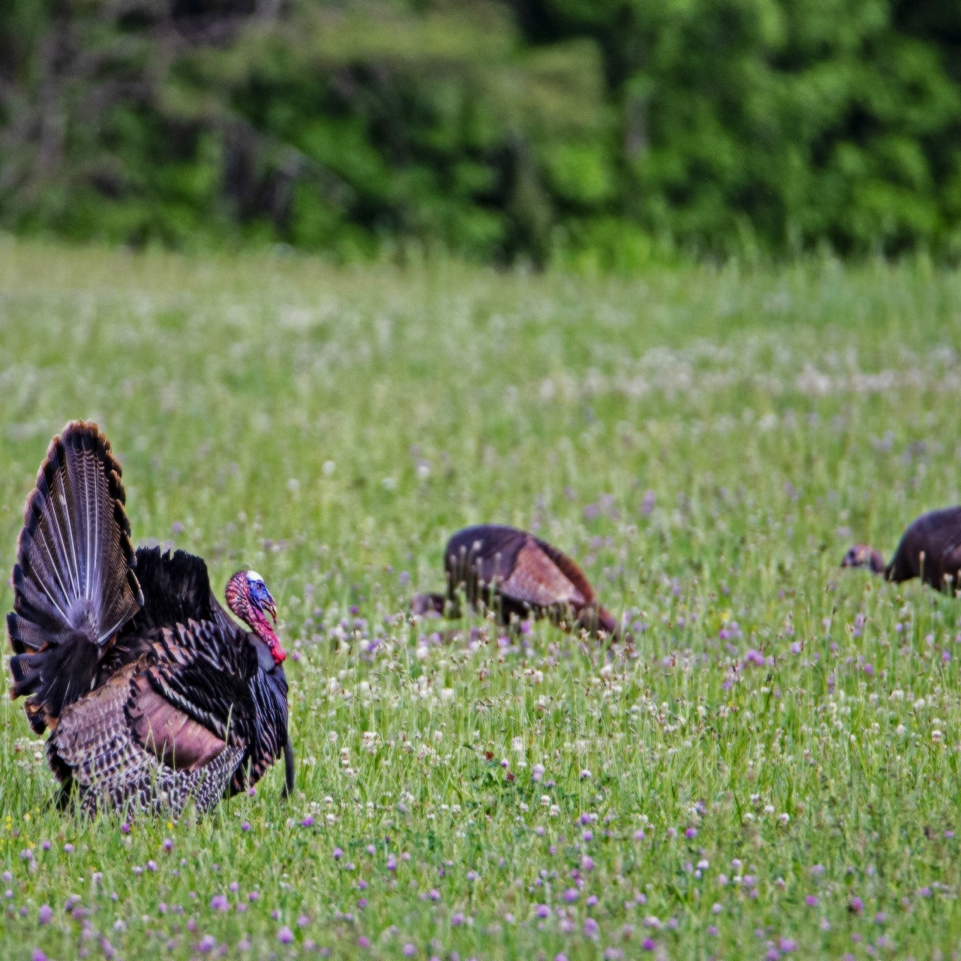 Deer and Turkey Habitat Wildflower & Grass Seed Mix