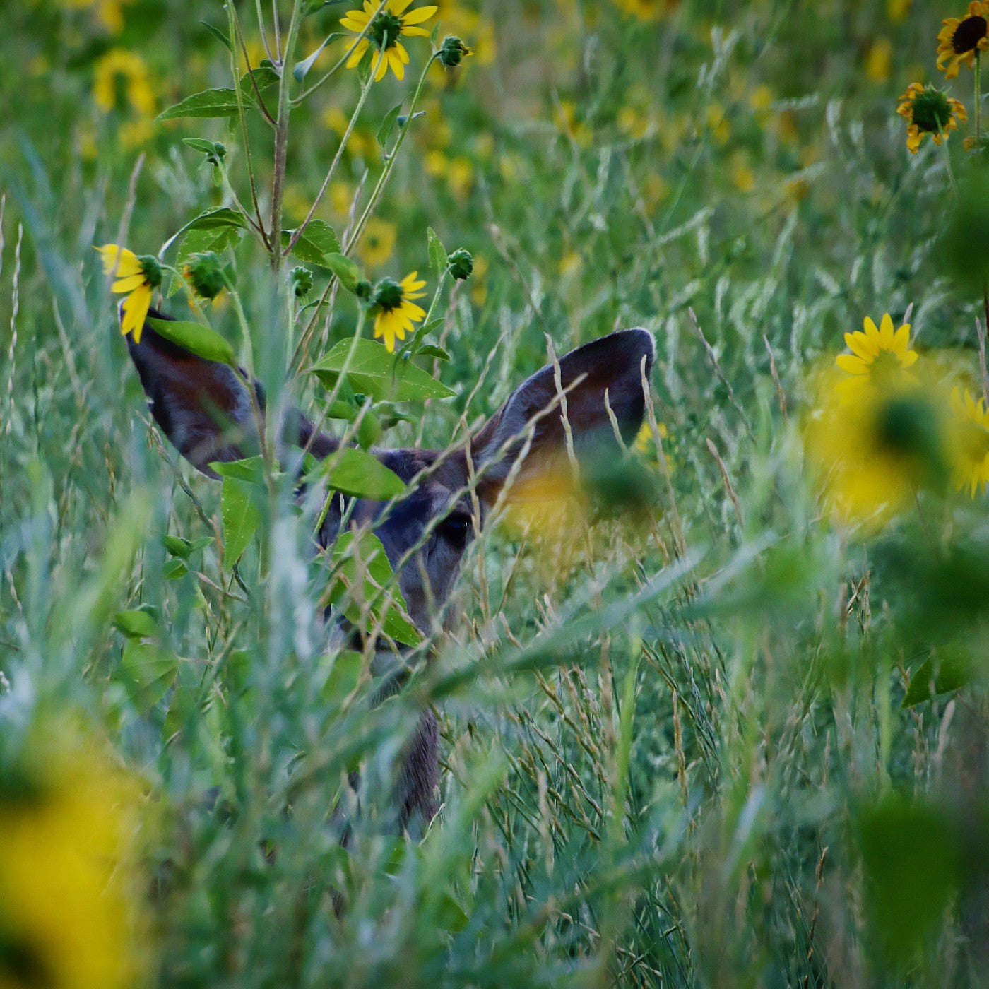 Deer and Turkey Habitat Wildflower & Grass Seed Mix