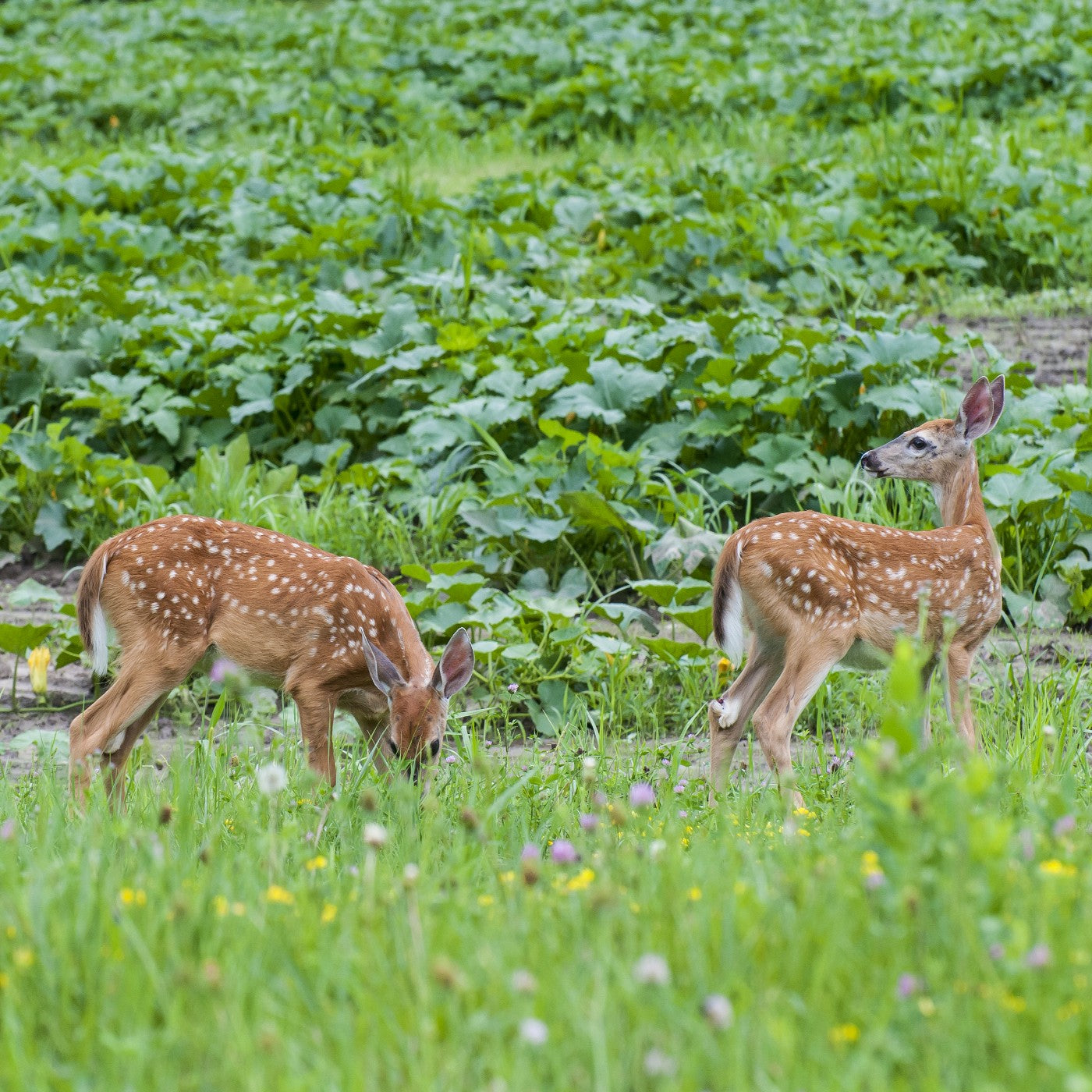 Deer and Turkey Habitat Wildflower & Grass Seed Mix