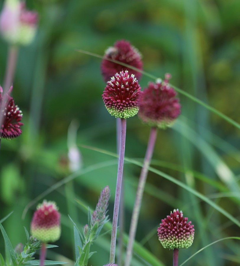 Allium Drumsticks