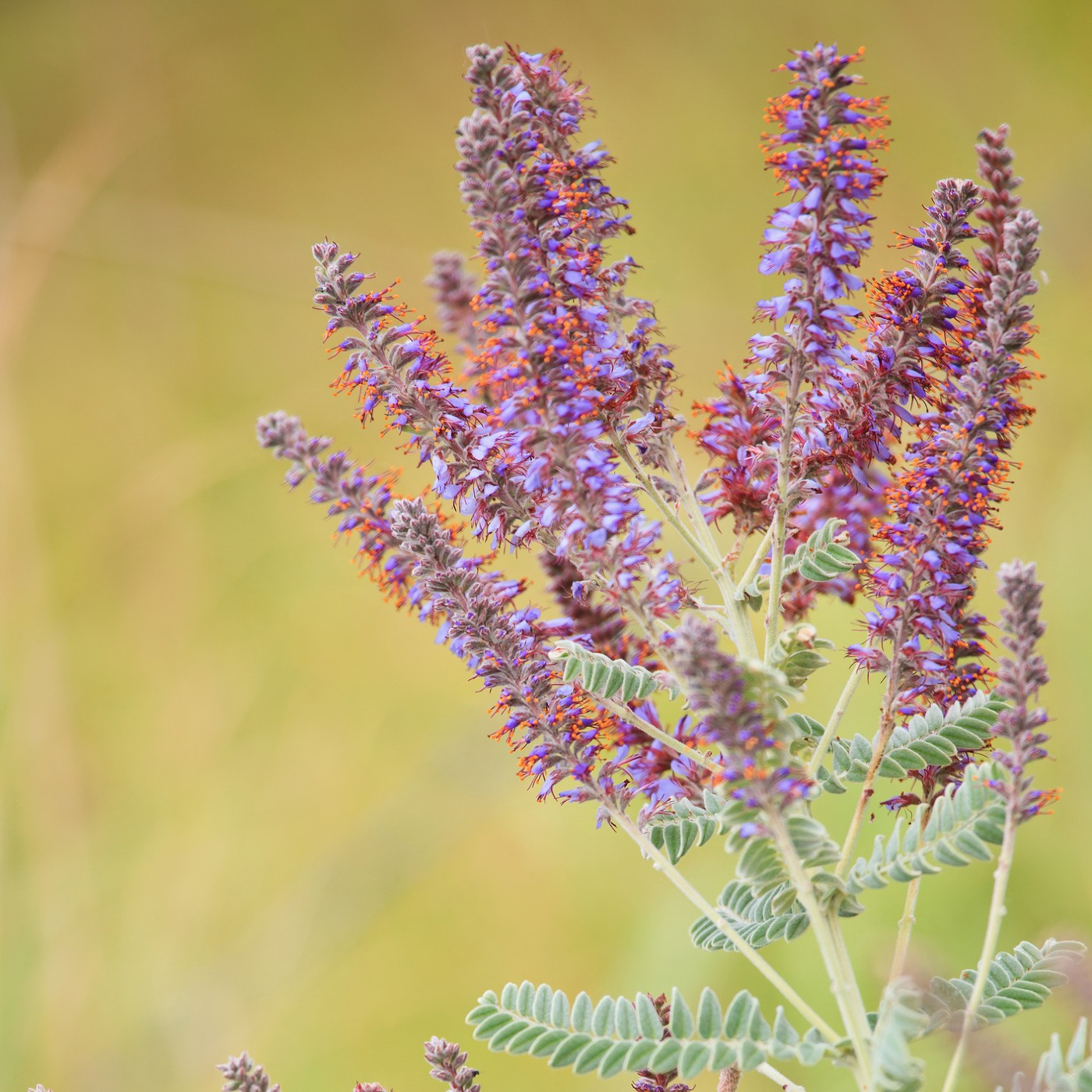 lead plant seeds Leadplant Seeds (Amorpha Canescens)