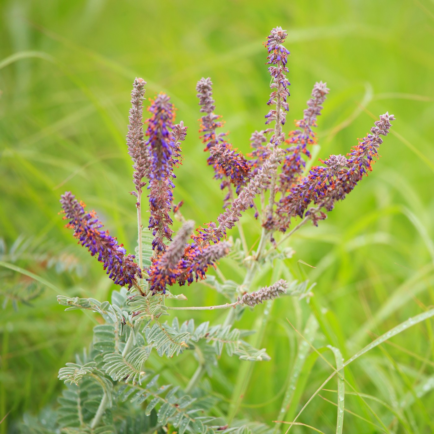 Leadplant Seeds (Amorpha canescens)