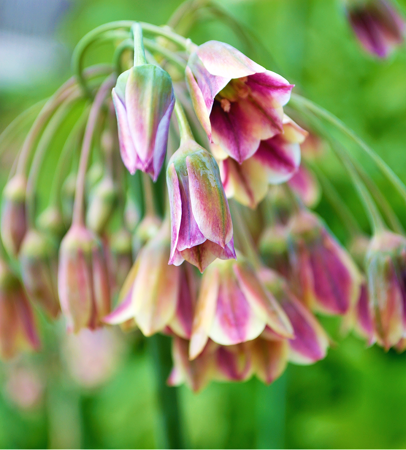 mediterranean wildflower seeds Allium Bulbs Mediterranean Bells
