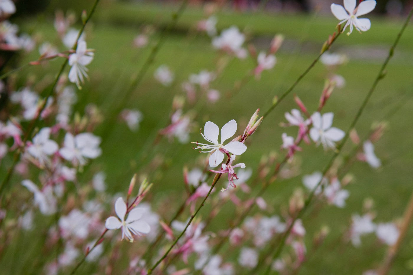 Native Medley Wildflower & Grass Seed Mix
