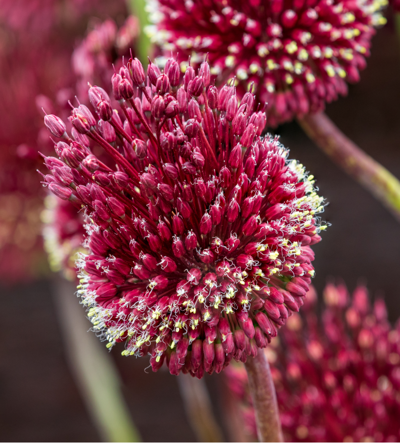 Allium Red Mohican