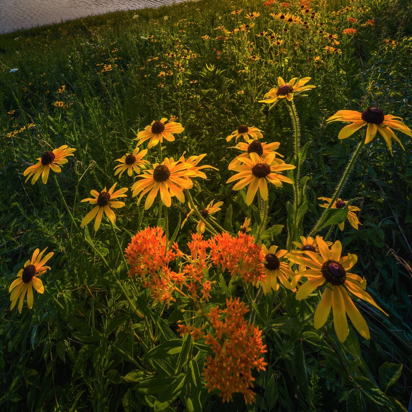 Native Partial Shade Roadside Wildflower and Grass Seed Mix