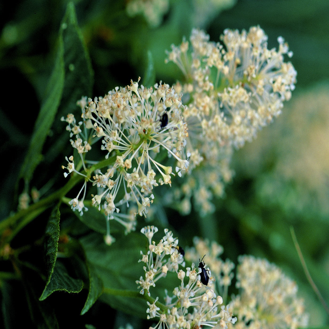 wildflower seeds new jersey New Jersey Tea Seeds (Ceanothus Americana)