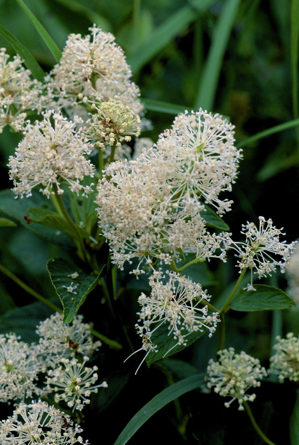 New Jersey Tea (Ceanothus americana)