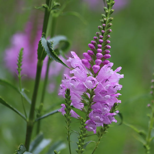 Obedient Plant Seeds (Physostegia virginiana)