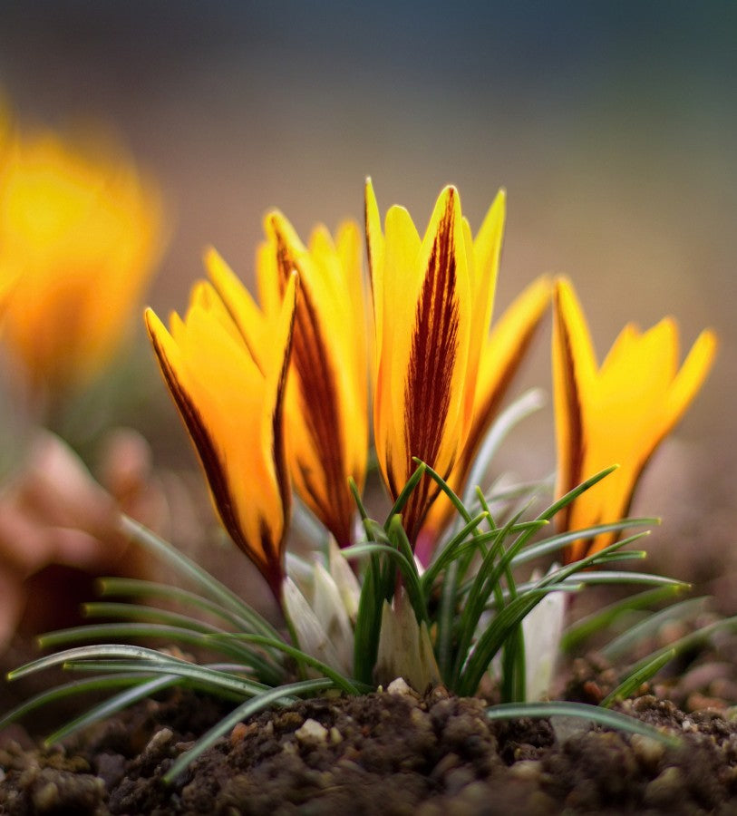 Crocus Orange Monarch