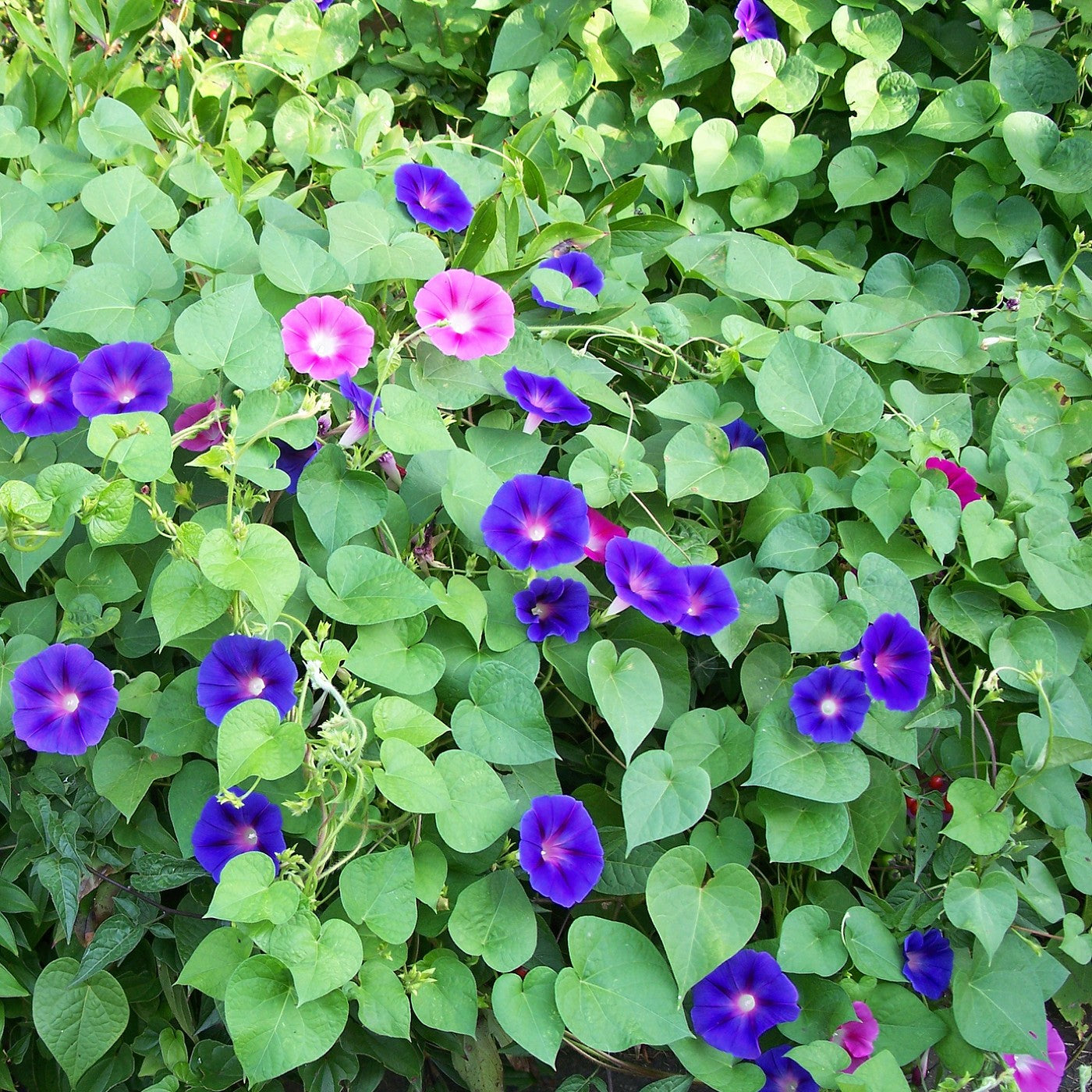 Morning Glory Mix Seeds (Ipomoea purpurea) – Vermont Wildflower Farm