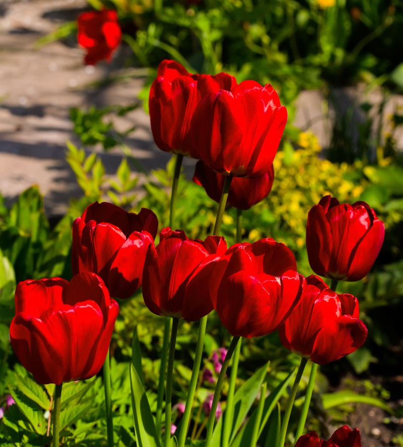 Tulip Parade