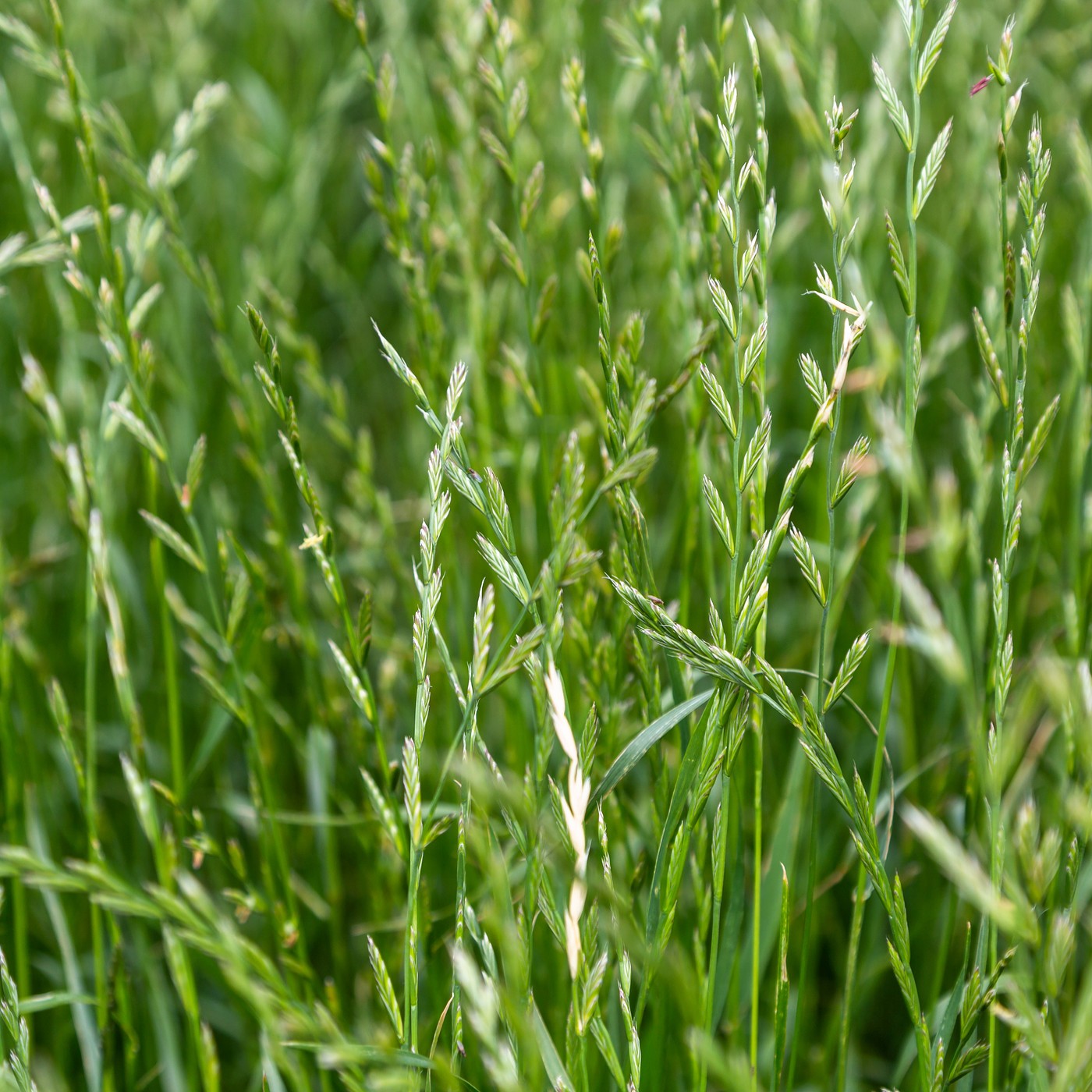 Perennial Ryegrass Grass Seeds (Lolium perenne)