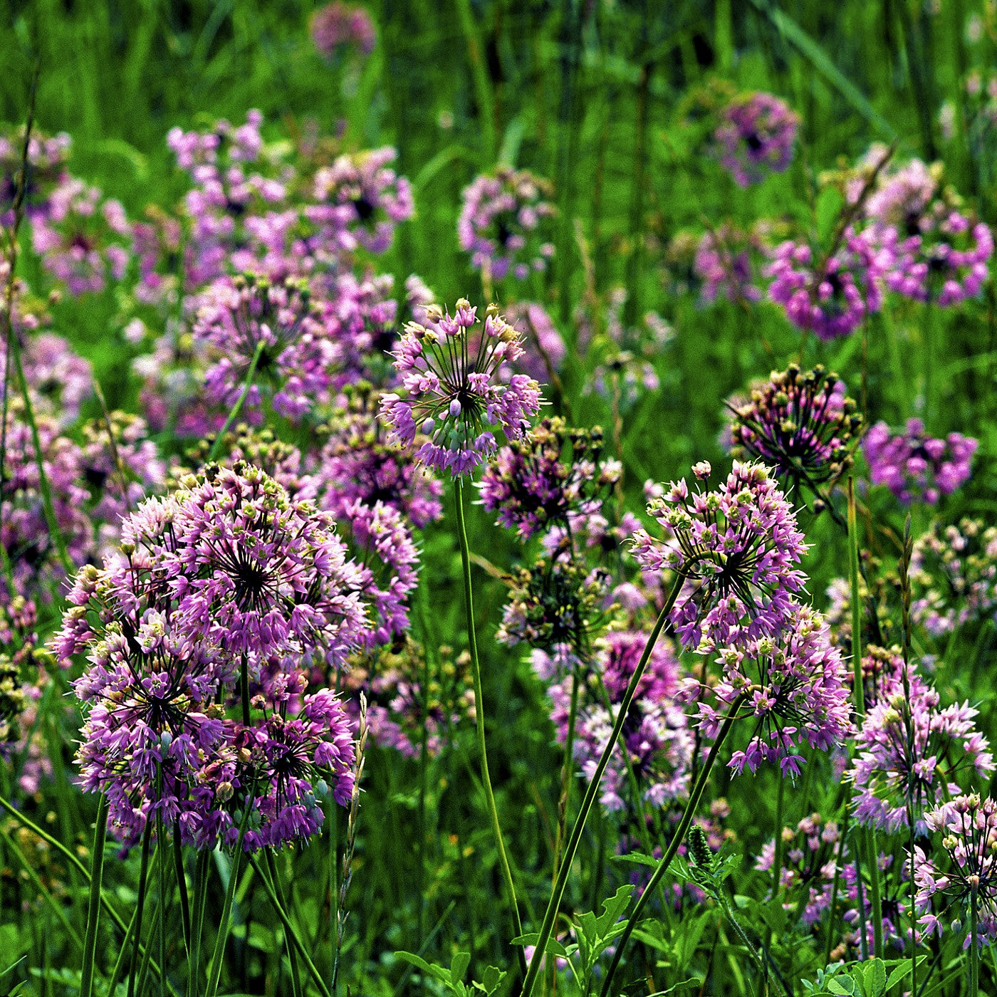 Nodding Pink Onion Seeds (Allium cernuum)