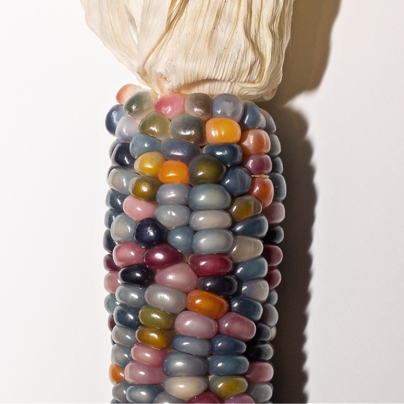 organic popcorn seeds for planting Organic Popcorn Glass Gem Seeds