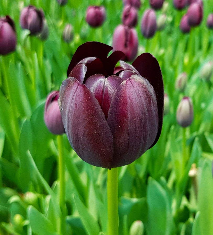 Tulip 'Queen of the Night'