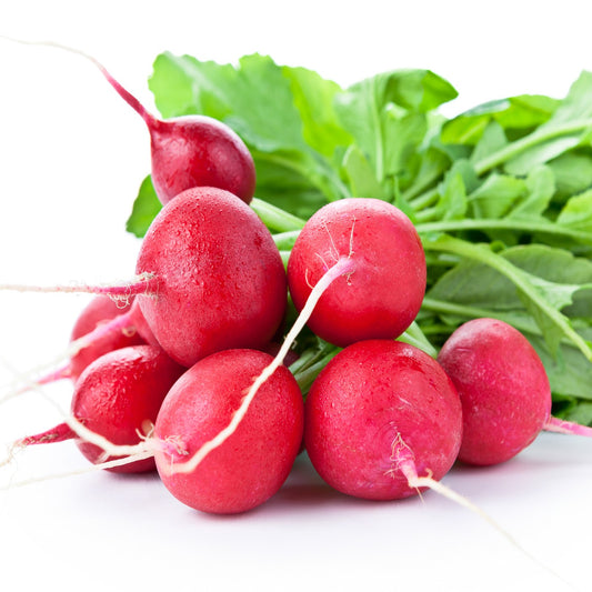 ORGANIC Radish Rudolph Seeds