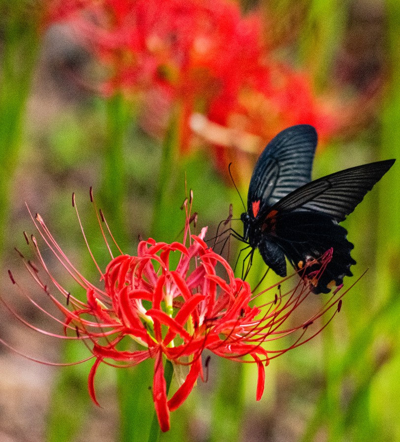 Red Spider Lily