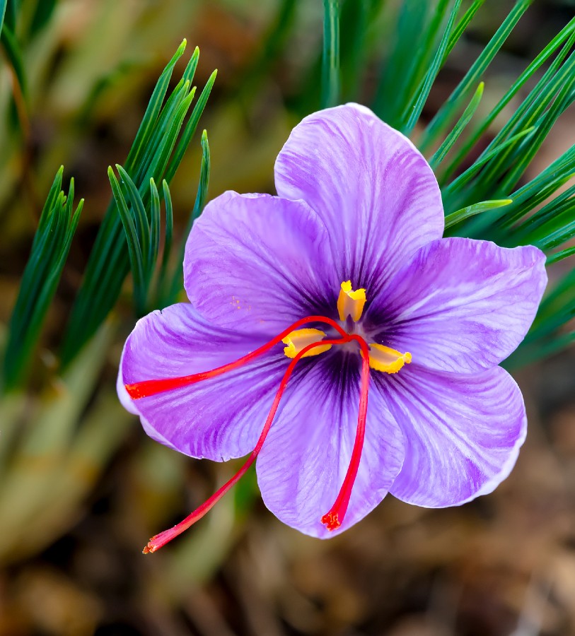 kesar plant seeds price Crocus Saffron (Fall Blooming)