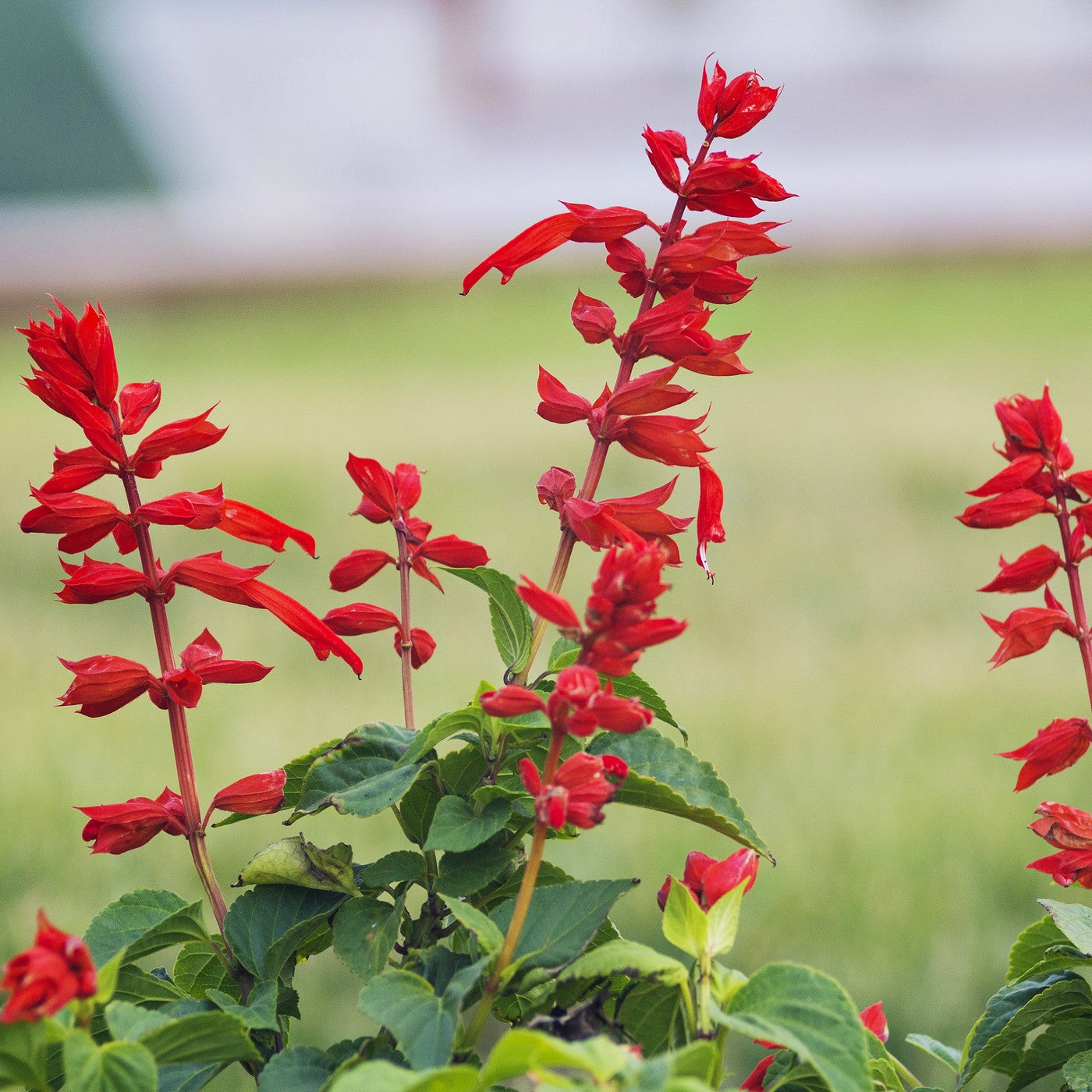 sage flower seeds Scarlet Sage Seeds (Salvia coccinea)