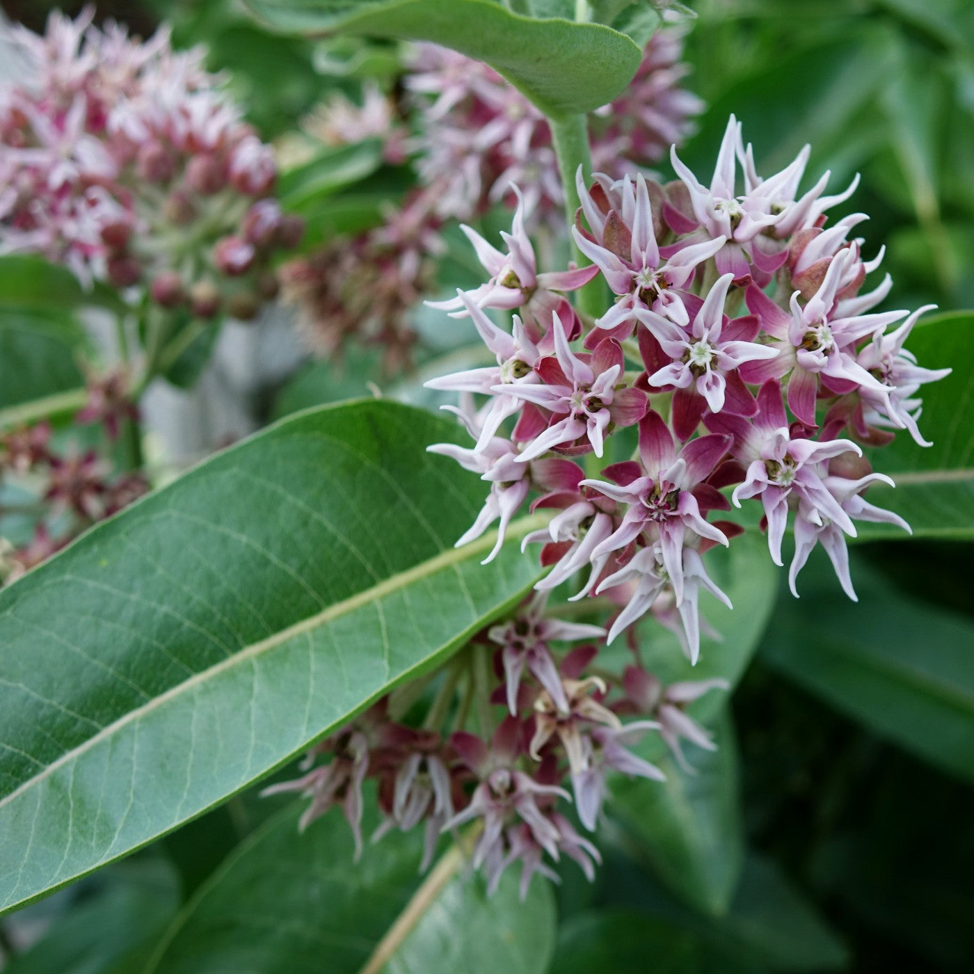 Milkweed Showy Seeds (Asclepias speciosa)