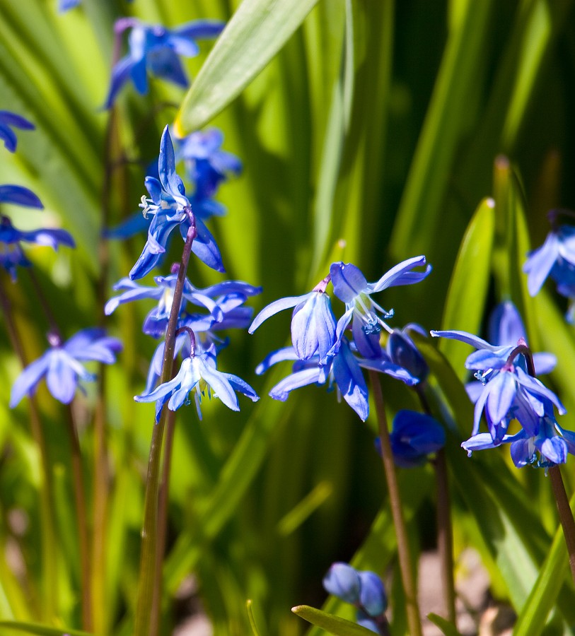 Siberian Squill