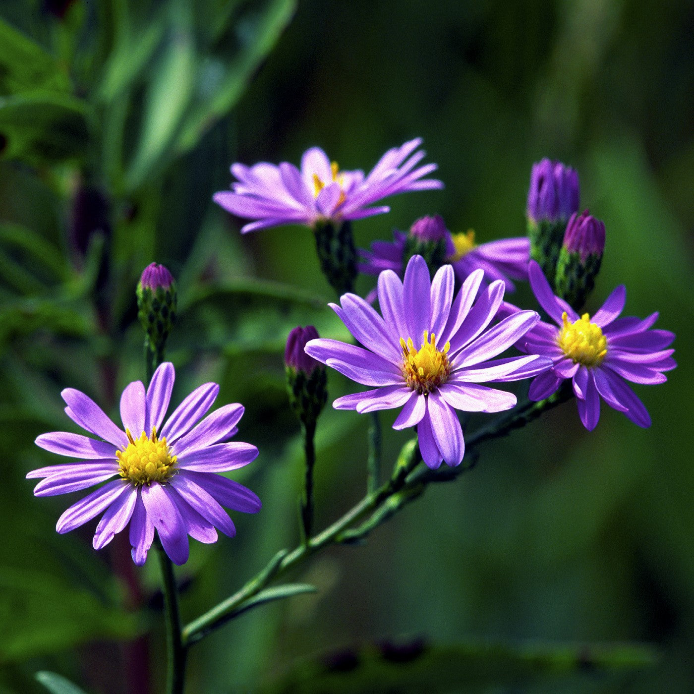 aster plant seeds Aster Sky Blue Seeds (Aster Azureus)