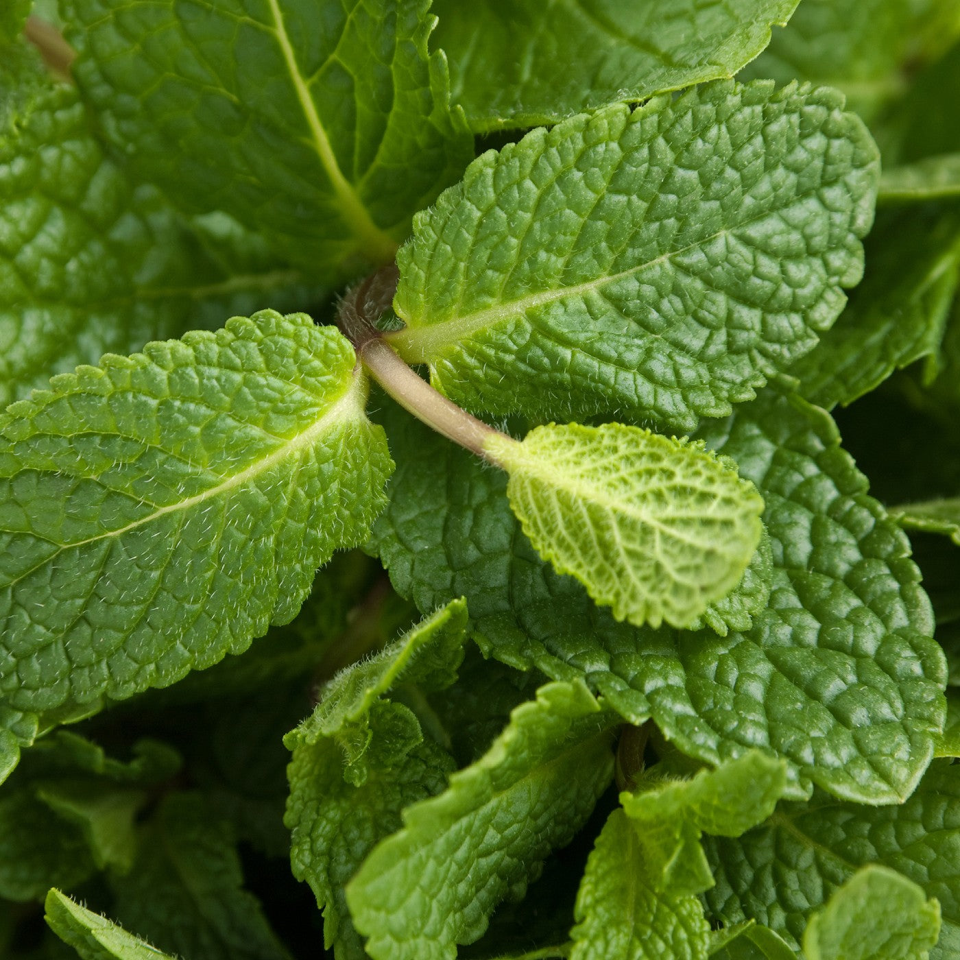 spearmint plant seeds Spearmint Seeds